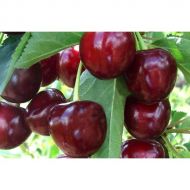 Саженец Вишня Тургеневская